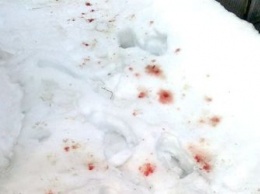 Кровавый след на снегу помог поймать браконьеров в Приамурье