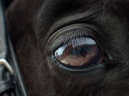 Ветеринар ответил, могли ли условия содержания убить лошадь в приюте «Ласка»