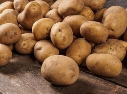К выставке готовятся картофелеводы Чувашии
