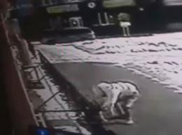 В Белогорске собаку, ждущую хозяина у магазина, увела неизвестная женщина