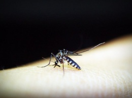 Туристы привезли лихорадку денге в Новосибирск