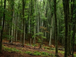Площадь лесов в Симферополе увеличится до 600 га