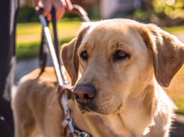 Слепым амурчанам начали выделять деньги на содержание собак-поводырей