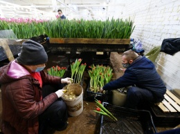 Фермер из Карелии вырастила 100 тысяч тюльпанов