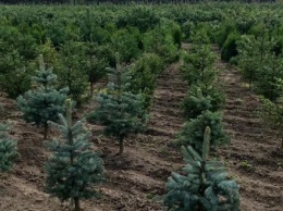 Два новых леса появятся в Калужской области