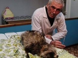 В Алтайском крае спасли енотовидную собаку