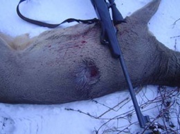 В Приамурье браконьера, застрелившего косулю, выдала кровь на одежде
