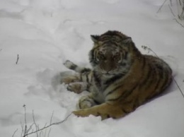 Тигрицу Санду могут «поселить» в Амурской области