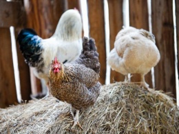 Птицеводы прогнозируют снижение цен на мясо птицы в России в апреле-мае