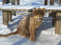Львенок «расцеловал» камеру в барнаульском зоопарке