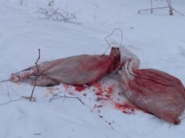 В Калужской области браконьеры убили беременную лосиху