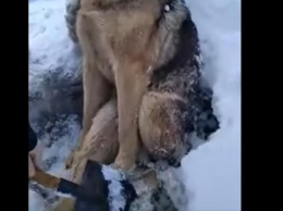 Вмерзшего в лед пса спасли в Калужской области