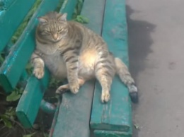 Бийчанку «спас» от коронавируса самый толстый кот России