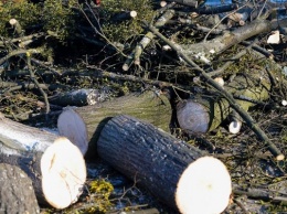 Горвласти разрешили вырубить под застройку 31 дерево на Левитана и 18 - на Еловой Аллее