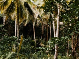 Бразилец месяц выживал в джунглях после крушения самолета
