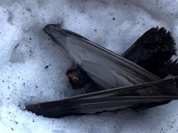 В Сегеже снова мертвые птицы и черный снег