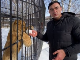 Двое львят и тигренок Витас уедут из Барнаульского зоопарка
