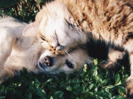 Кошки против собак: содержание каких питомцев обойдется дороже