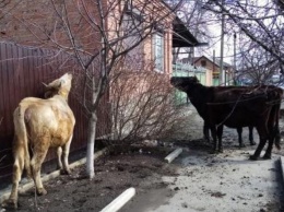 Три голодные коровы терроризируют жителей Ростовской области