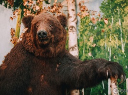 Власти предупредили кузбассовцев о тысячах голодных медведей в лесу