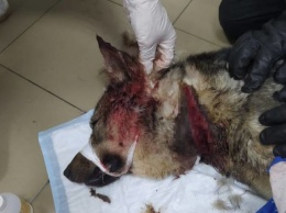 Ошейник разрезал шею брошенного на произвол судьбы щенка в Новокузнецке