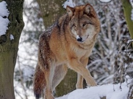 Охотники уничтожили стаю волков, которая терроризировала Пряжу