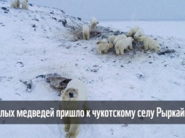 Более 50 голодных медведей окружили село на Чукотке