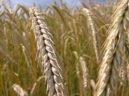 Экспорт зерна в Алтайском крае продолжает расти