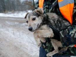 Опубликован список самых популярных у россиян пород собак