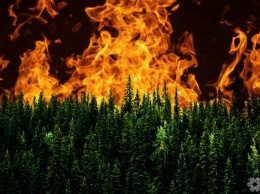 Аналитики предрекли мощные лесные пожары в Кузбассе