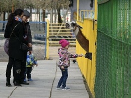В Симферополе закрыли зооуголок, в котором лошадь откусила палец ребенку: что будет с животным