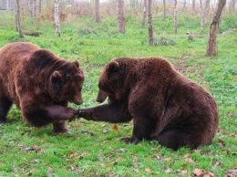 С 1 апреля в Алтайском крае начнут считать бурых медведей