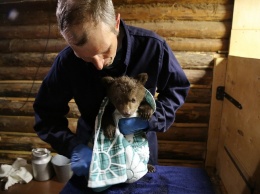 Центр реабилитации медвежат откроется в Алтайском заповеднике