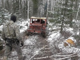 Три человека повалили под Новокузнецком лес на 17 миллионов рублей