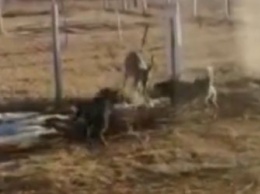 Собаки загнали косулю в один из дворов поселка Ерофей Павлович