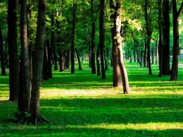 В Симферополе планируют увеличить площади зеленых зон