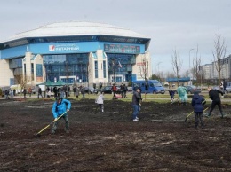 В Калининграде на Сельме посадили 75 сакур