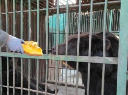 Медведи из благовещенского зоосада готовятся к переезду в новый дом