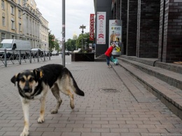 В Госдуму внесли законопроект о запрете походов в кафе и магазины с животными