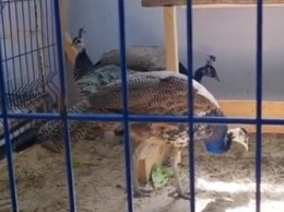 В зоопарке биологo-туристического центра в Благовещенске появились павлины