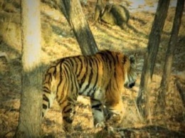 Направлено в суд дело амурчан, убивших тигра Павлика