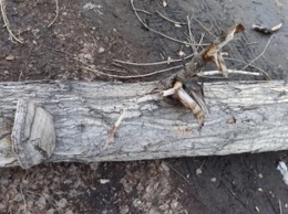 За убившим прохожего деревом в Барнауле следила администрация района