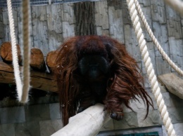 В Калининградский зоопарк из Дании привезли самца борнейского орангутана (фото) (видео)