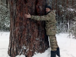 Минприроды призывает жителей Алтайского края искать деревья-гиганты