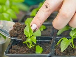 Секреты выращивания крепкой коренастой рассады