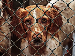 50 собак в воде: приют для животных частично затопило в Новокузнецке
