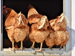 Отпускные цены производителей на мясо курицы в России начали снижаться