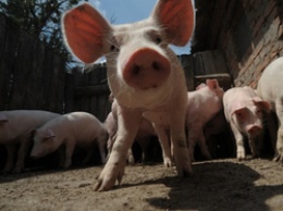 Сибирские свиноводы выкупили бизнес белгородского «Промагро»