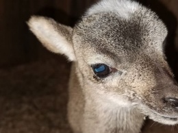 Маленький муфлон родился в зоопарке Барнаула