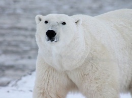 Белый медведь из зоопарка Екатеринбурга умер из-за детского мячика